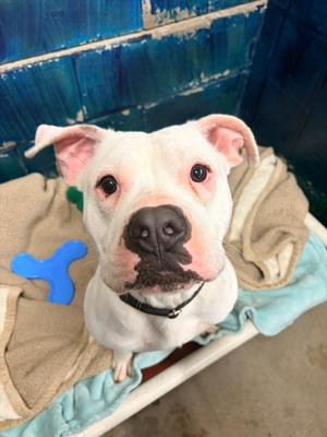 Hitch, Pit Bull Terrier, young, available for adoption