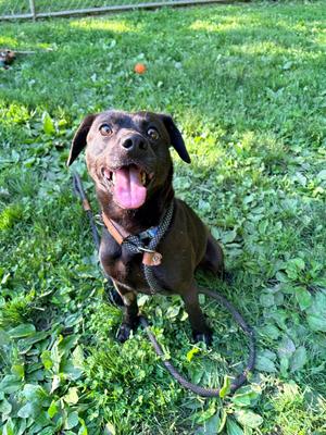 Wizard, Labrador Retriever / Terriers (Medium), adult, available for adoption