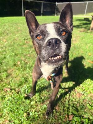 Waverly, Terriers (Medium), available for adoption