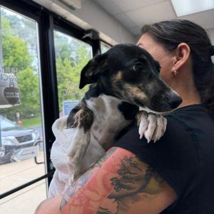 Sassy, Mixed Breed (Small), puppy, available for adoption
