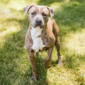 Grant-Foster, Mixed Breed (Medium), adult, available for adoption