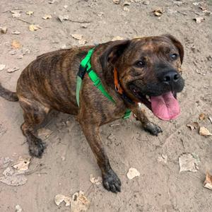 Spike, Mixed Breed (Large), adult, available for adoption
