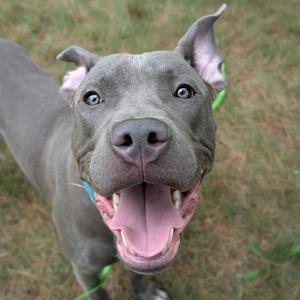 A gray dog with a happy expression, its mouth open and tongue out, standing on grass.