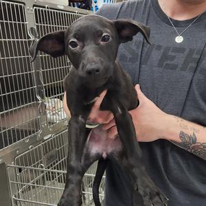 A black puppy being held by a person in a shelter setting.