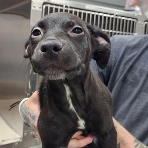 A black puppy with a white patch on its chest being held by a person with tattoos on their arms.
