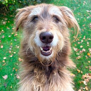 Rocky, Mixed Breed (Medium), adult, available for adoption