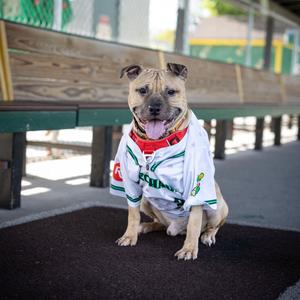 Apple Jack, Mixed Breed (Medium), adult, available for adoption