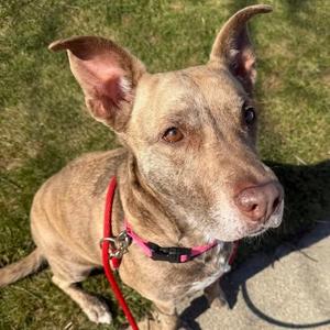 Dixie Loo, Mixed Breed (Medium), available for adoption