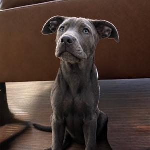 Balto, Mixed Breed (Medium), puppy, available for adoption