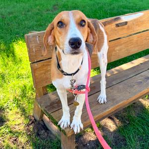 Monkey D. Dragon, Mixed Breed (Medium), adult, available for adoption