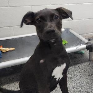Sable, Mixed Breed (Medium), puppy, available for adoption