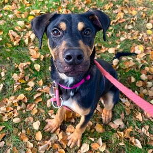 Dak, Mixed Breed (Medium), adult, available for adoption