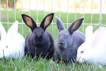 Humane Society of West Michigan