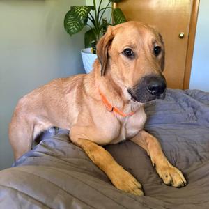Tweezer-Foster, Mixed Breed (Large), adult, available for adoption