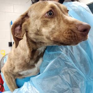 Silas, Mixed Breed (Medium), puppy, available for adoption