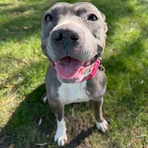 Haze, Mixed Breed (Medium), adult, available for adoption