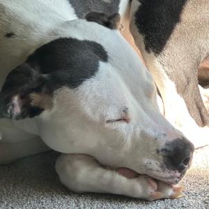 Champion-Foster, Mixed Breed (Medium), adult, available for adoption