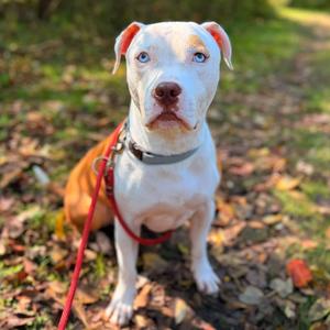 Bubba Blue, Mixed Breed (Large), adult, available for adoption