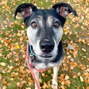 Briggs, Mixed Breed (Medium), available for adoption