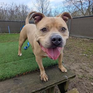 A tan pitbull mix dog stands on a wooden picnic table outdoors with its tongue hanging out and its tail curled.