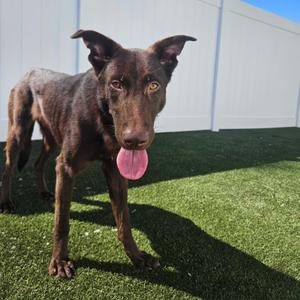 Brownie, Mixed Breed (Medium), adult, available for adoption