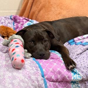 Raven-Foster, Mixed Breed (Medium), adult, available for adoption