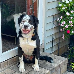 Jack-Foster, Mixed Breed (Medium), adult, available for adoption