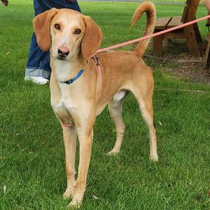 A light brown dog with floppy ears standing on grass, wearing a blue collar and a pink leash.