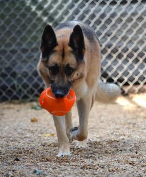 Chase, German Shepherd Dog, adult, available for adoption