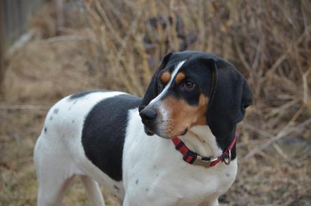 A black, white, and brown dog with floppy ears and a red collar stands in front of a blurry background of dry grass and branches.