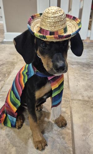 Fig, Hound / German Shepherd Dog, puppy, available for adoption
