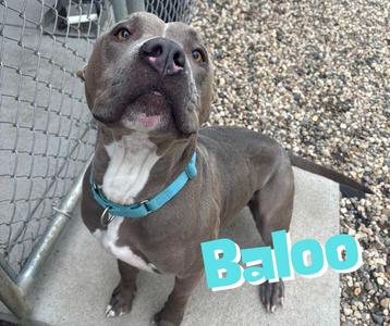 A grey pitbull dog with a blue collar standing on concrete. The word "Baloo" is superimposed on the image in large, light blue bubble letters.