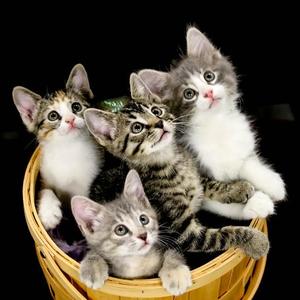 Story Co. Animal Shelter