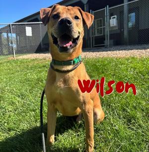 Wilson, Labrador Retriever, young, available for adoption