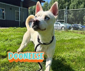 Dooneese, Husky, young, available for adoption