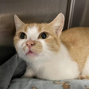 Sweet Potato, young, available for adoption