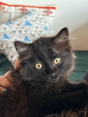 Floofy, kitten, available for adoption