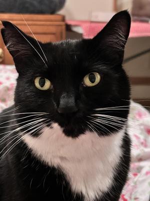 Lola, adult, available for adoption