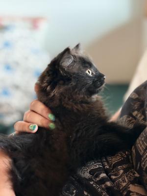 Poofy, kitten, available for adoption