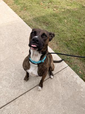 Luna, American Bully, young, available for adoption