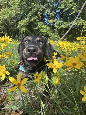 Hallie, Doberman Pinscher, young, available for adoption