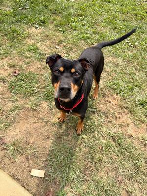 A black and tan dog with a red collar standing on grass, looking up at the camera.