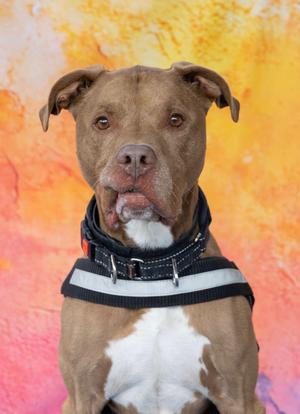 Jeffery, American Bully, senior, available for adoption