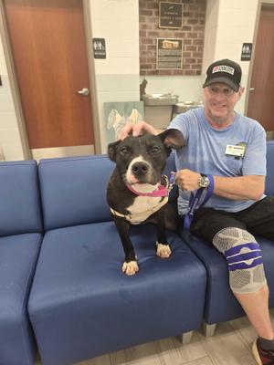 A man wearing a blue shirt and a black cap is sitting on a blue couch with a black and white dog. The man is petting the dog's head, and the dog is wearing a pink collar. The man is also wearing a knee brace and holding a leash.