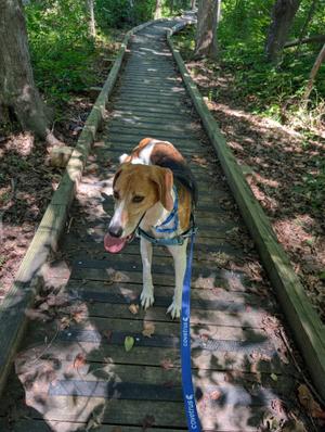 A dog on a leash walking on a wooden boardwalk in a forest