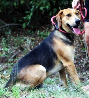 Bruno, Labrador Retriever, adult, available for adoption
