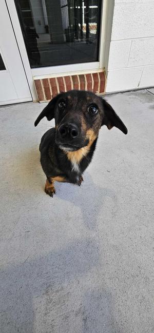 Applesauce, Dachshund, adult, available for adoption