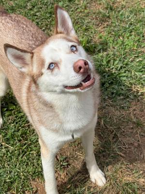 Kaneq, Husky, young, available for adoption