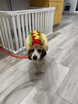 A dog wearing a hot dog costume standing on a wooden floor.