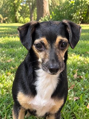 Drake 9344, Chihuahua, senior, available for adoption